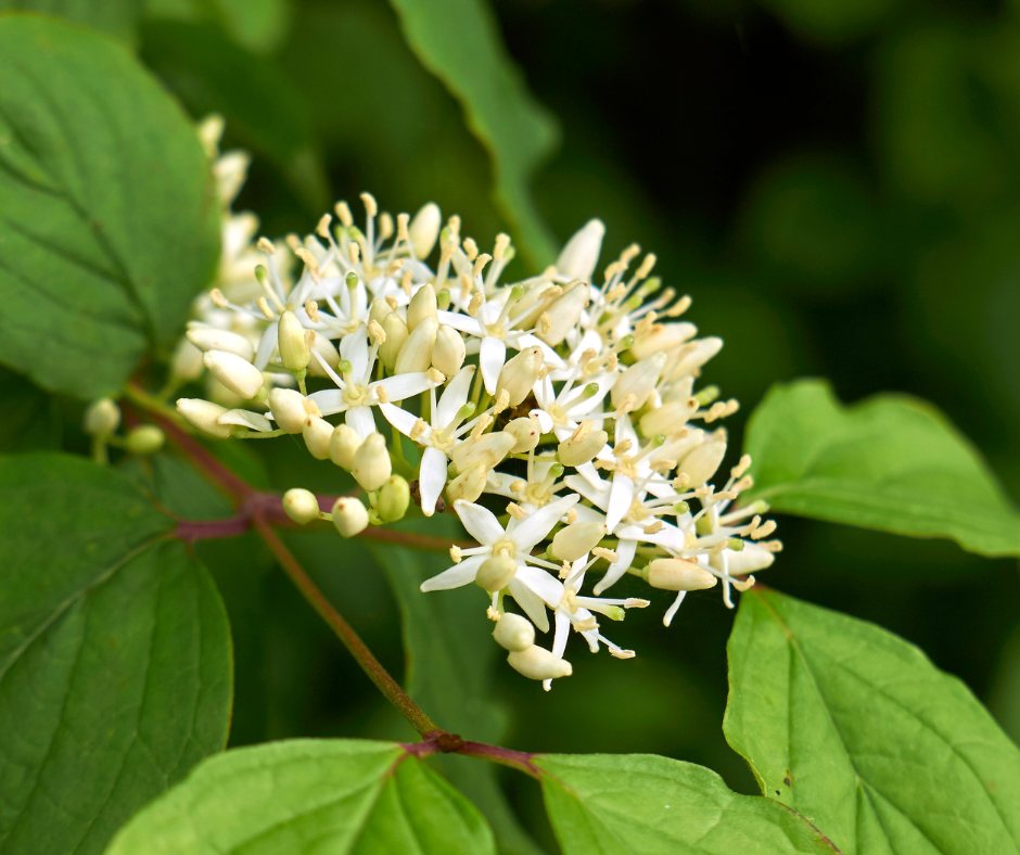 Dogwood shrub with flat white flower clusters and paired oval leaves on red stems