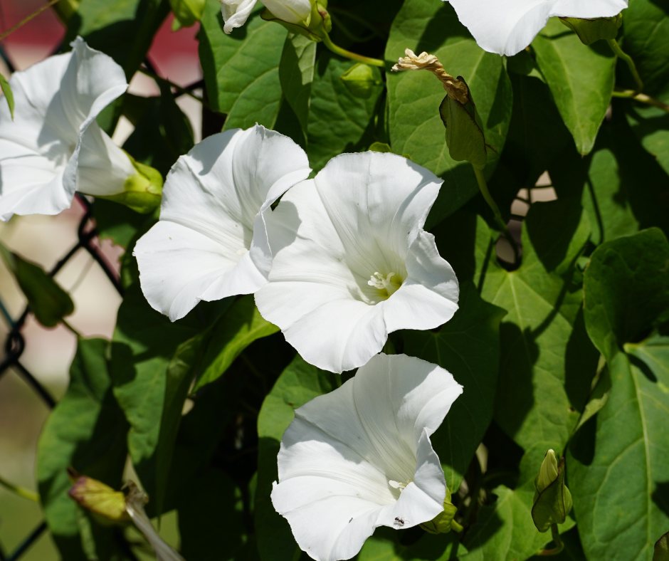 Hedge bindweed with large white trumpet flowers and heart-shaped leaves on a climbing vine