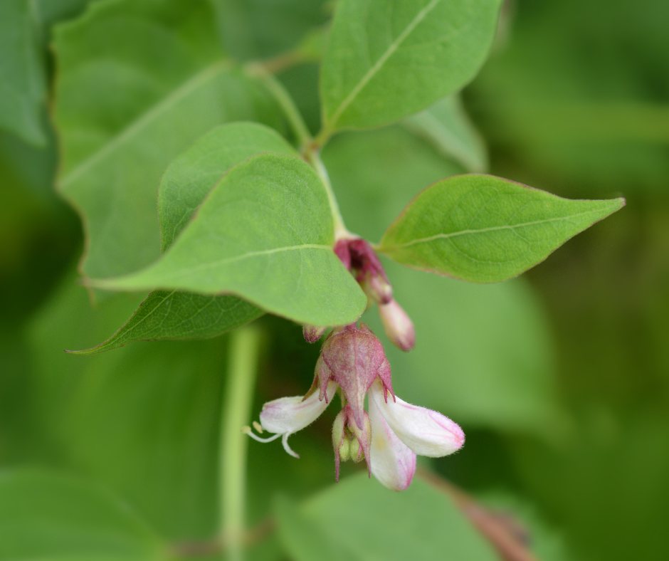 Himalayan honeysuckle with dangling claret-red bracts and white bell-shaped flowers