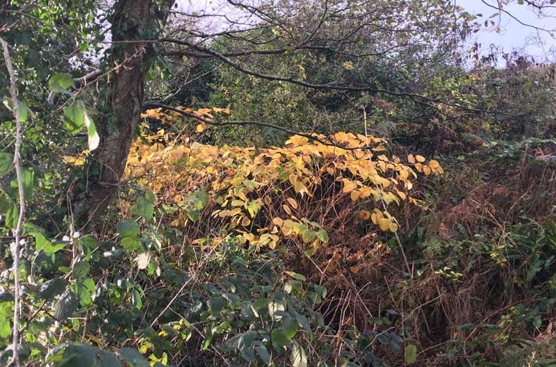 Knotweed leaves turning yellow in autumn