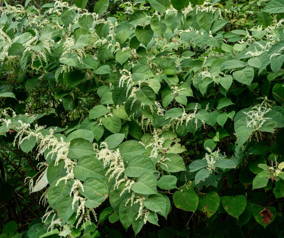 Japanese knotweed stand with shield-shaped leaves and creamy-white flower sprays