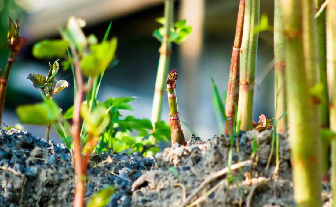 Red asparagus-like knotweed shoots in spring