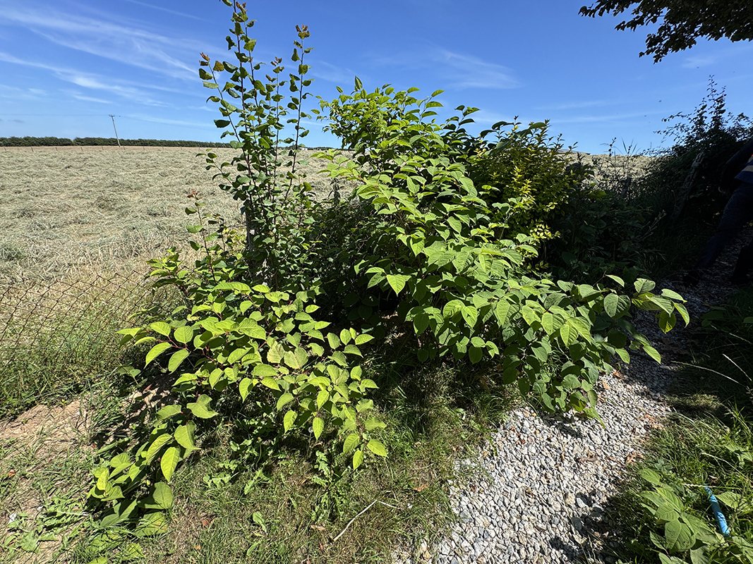 Dense green knotweed canes in summer