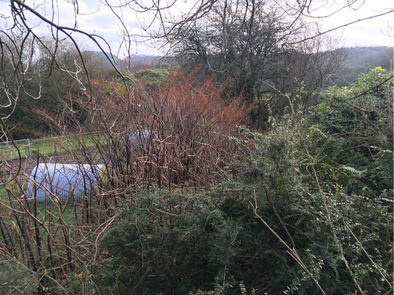 Bare brown knotweed canes in winter