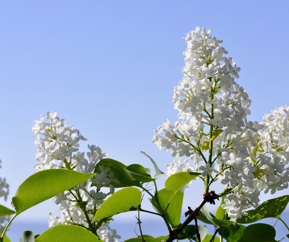 Lilac shrub with upright cone-shaped clusters of white flowers