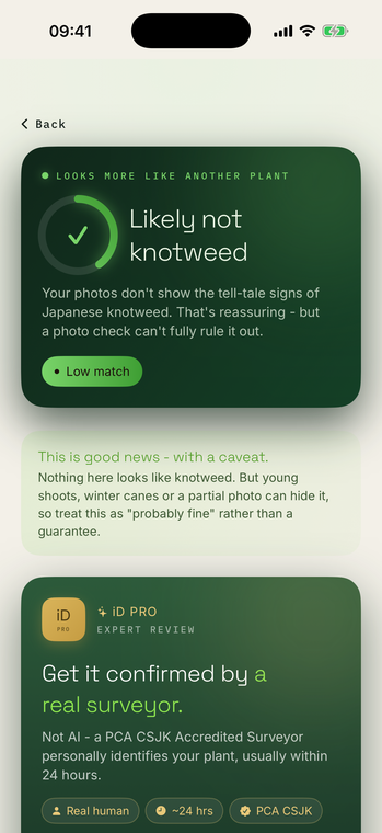 KnotweediD cautious result when a plant is likely not Japanese knotweed