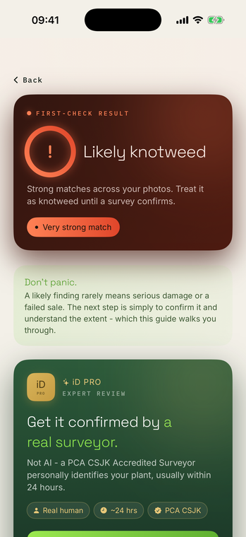 KnotweediD result screen confirming likely Japanese knotweed